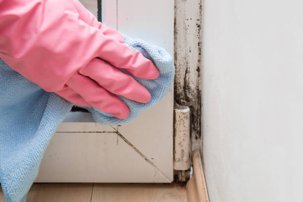 Best Mold Removal for HVAC Installations  in Woburn, MA