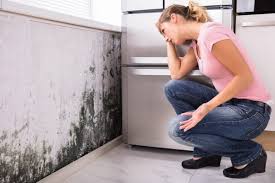 Woburn, MA Mold Remediation Company